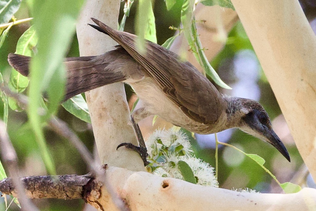 Küçük Boz Keşişkuşu - ML646773663