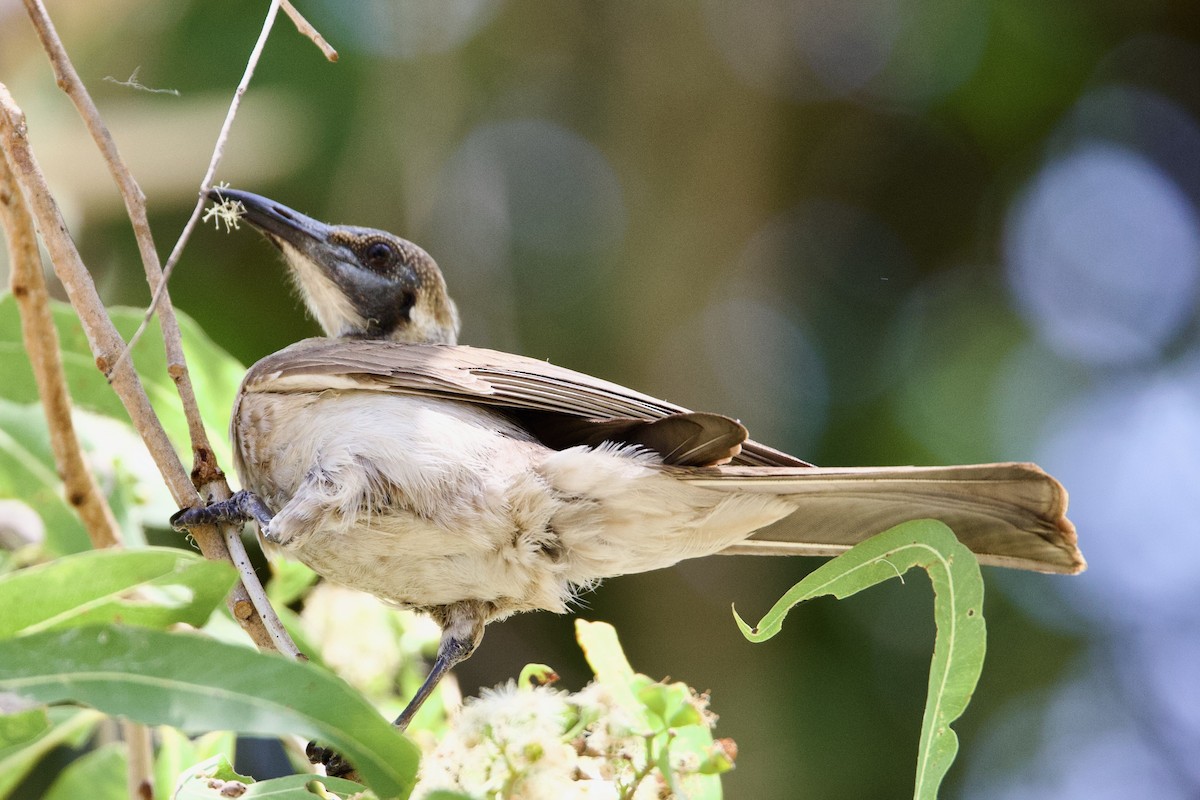 Küçük Boz Keşişkuşu - ML646773665