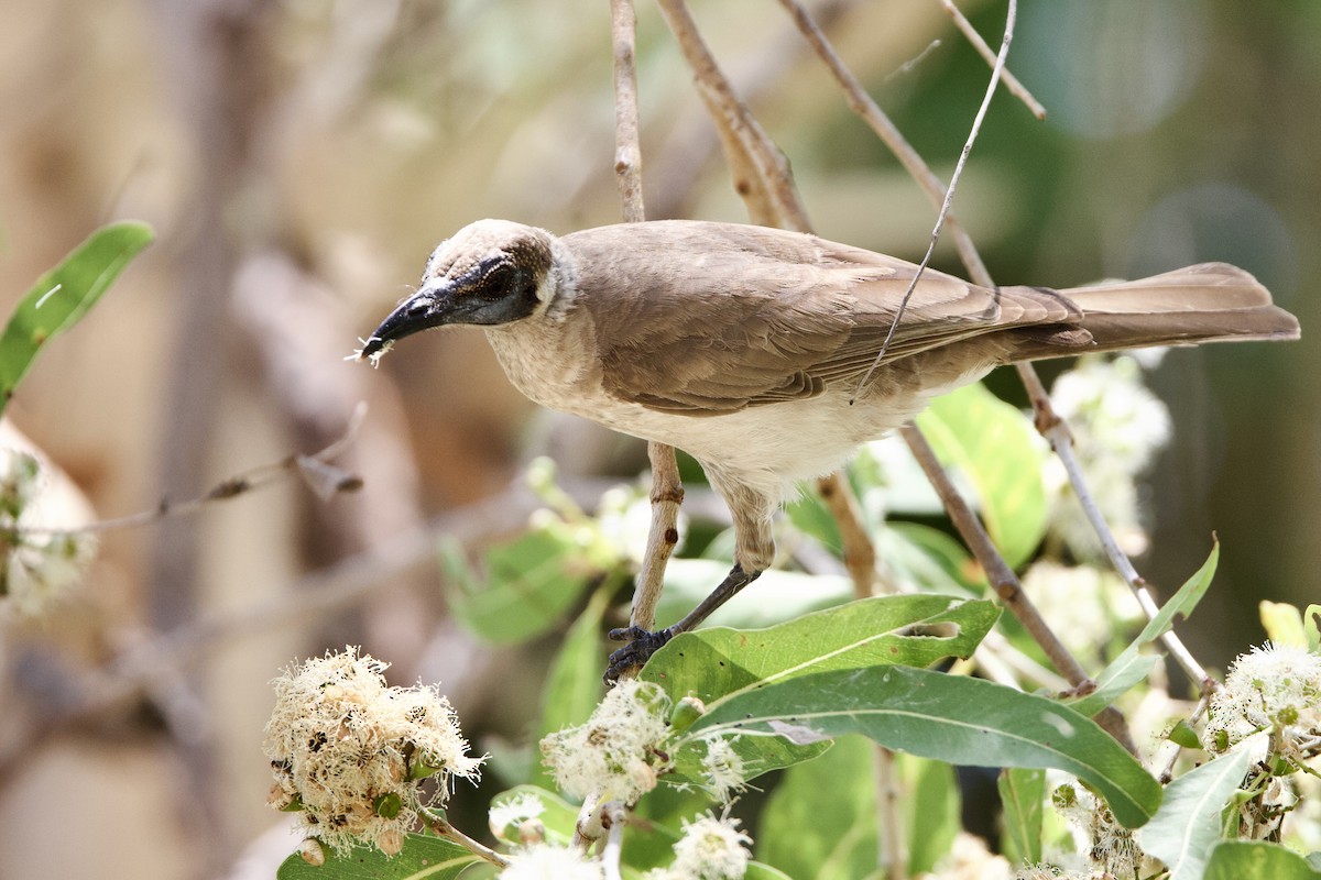 Küçük Boz Keşişkuşu - ML646773666