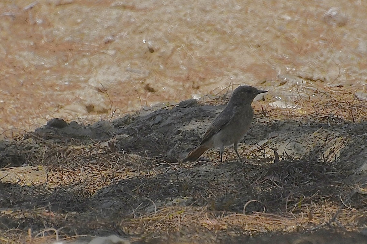 Paskuyruk - ML646773669