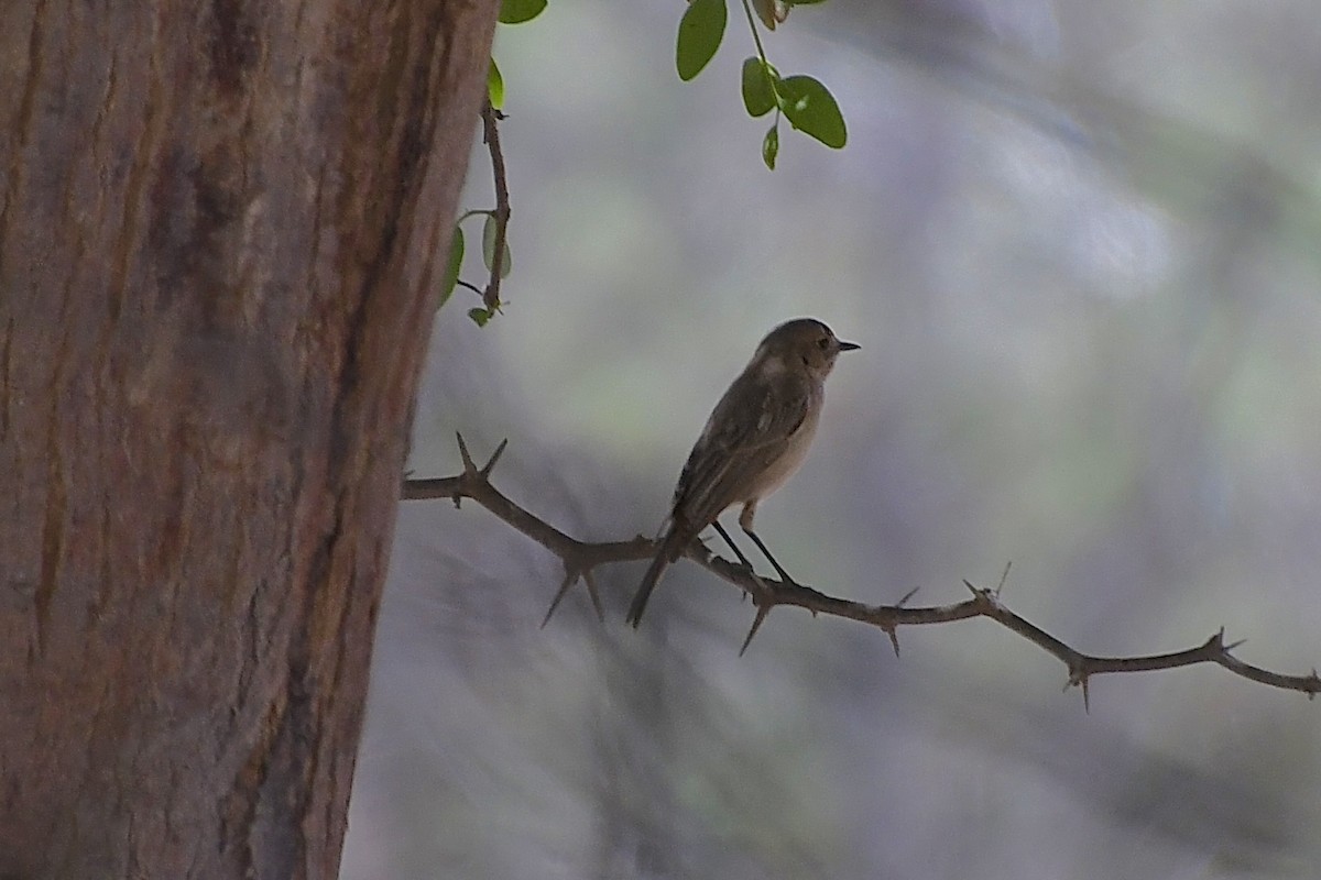 Paskuyruk - ML646773670