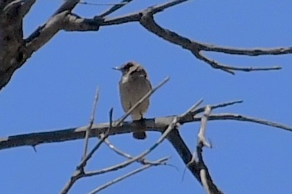 Paskuyruk - ML646773671