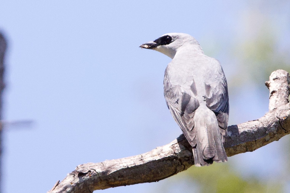 Ak Karınlı Tırtılyiyen - ML646773673
