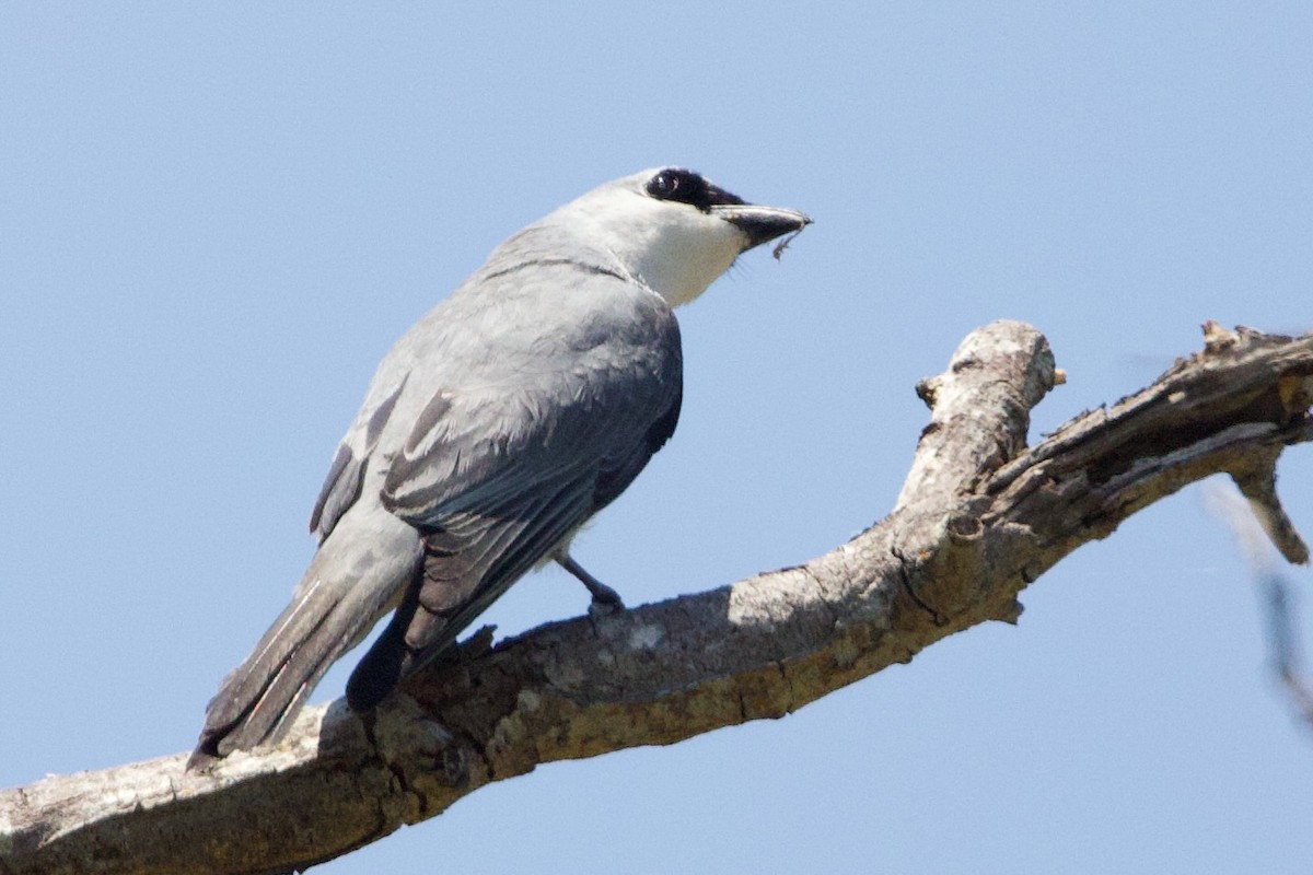 Ak Karınlı Tırtılyiyen - ML646773675