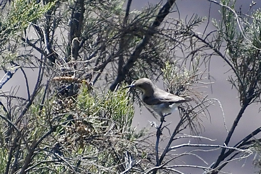 İs Rengi Nektarkuşu - ML646773679