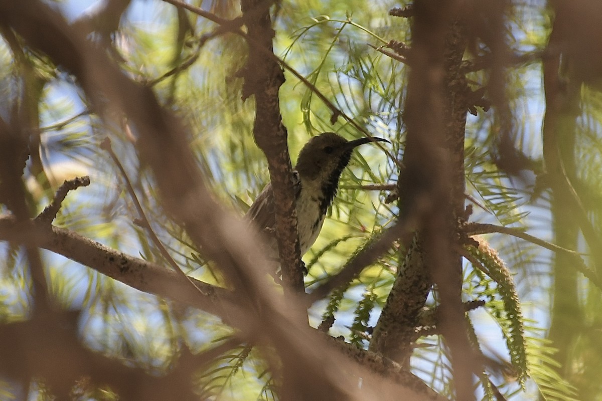 İs Rengi Nektarkuşu - ML646773680