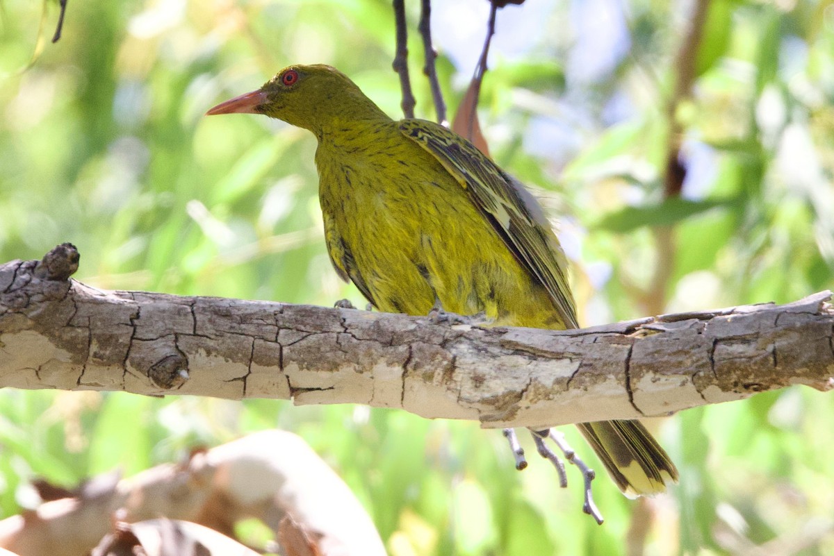 Yeşil Sarıasma - ML646773682