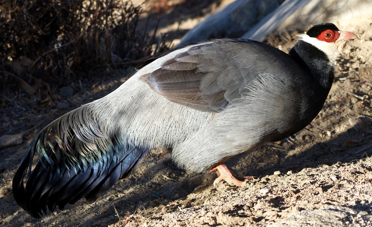 Tibetan Eared-Pheasant - ML646773687