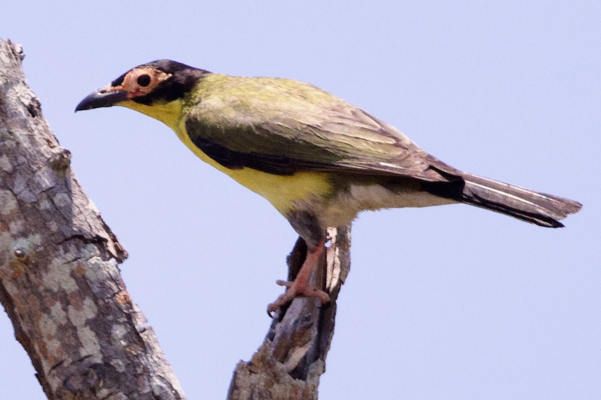 Viellot İnciryiyeni - ML646773688