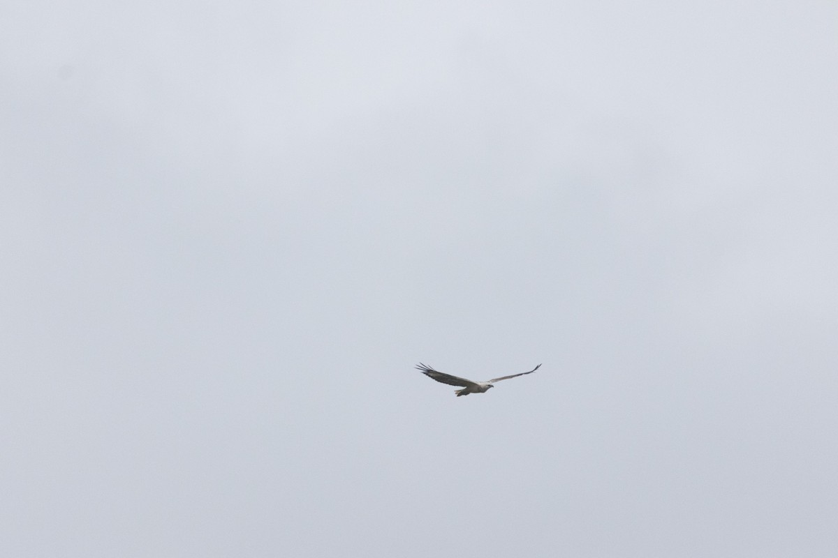 Белобрюхий орлан - ML646773689