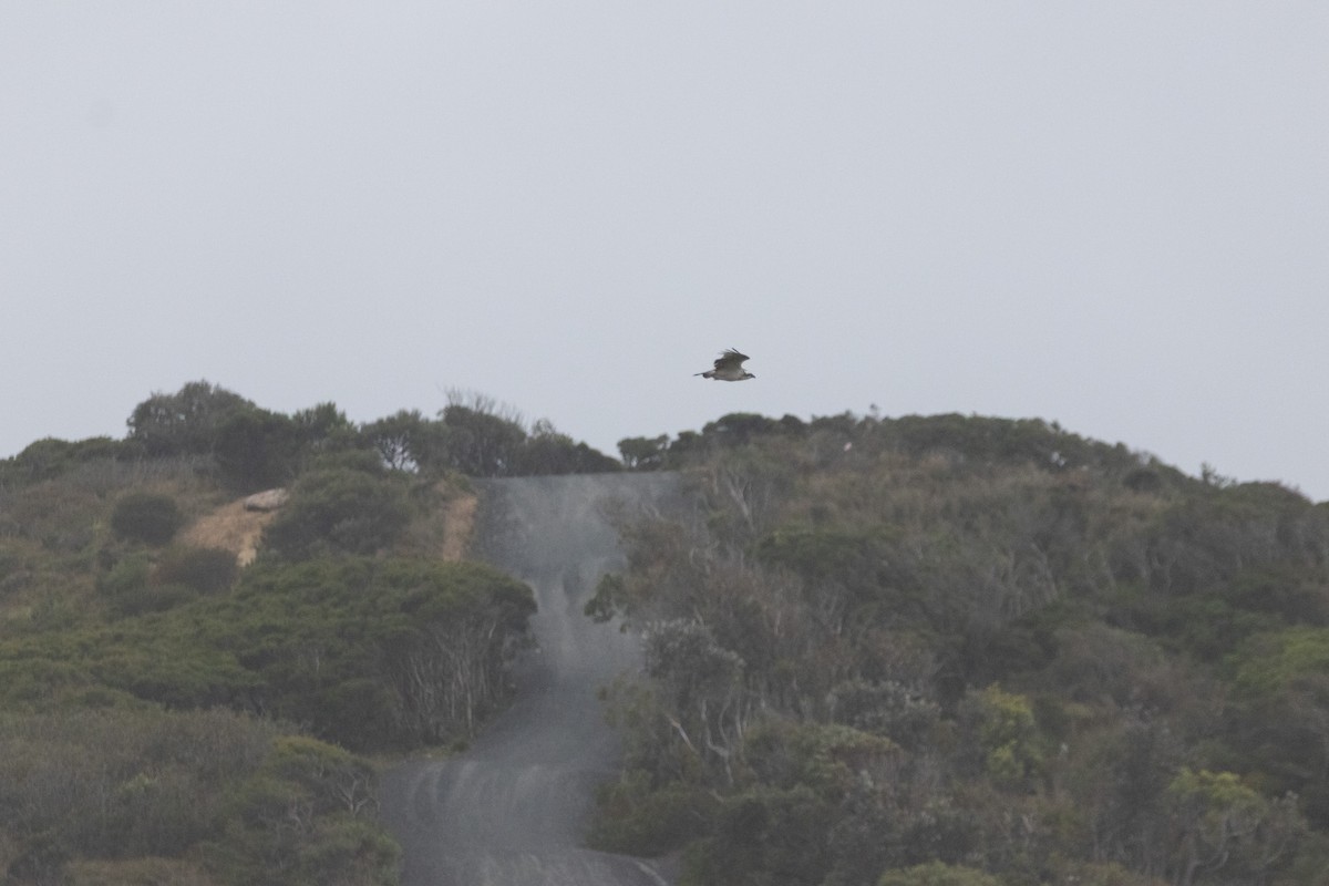 Скопа - ML646773690