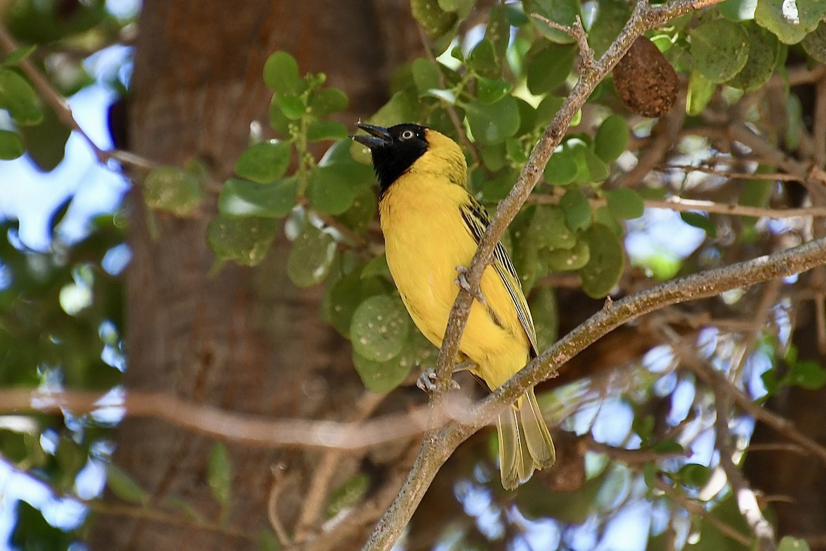 Ortanca Dokumacı - ML646773691