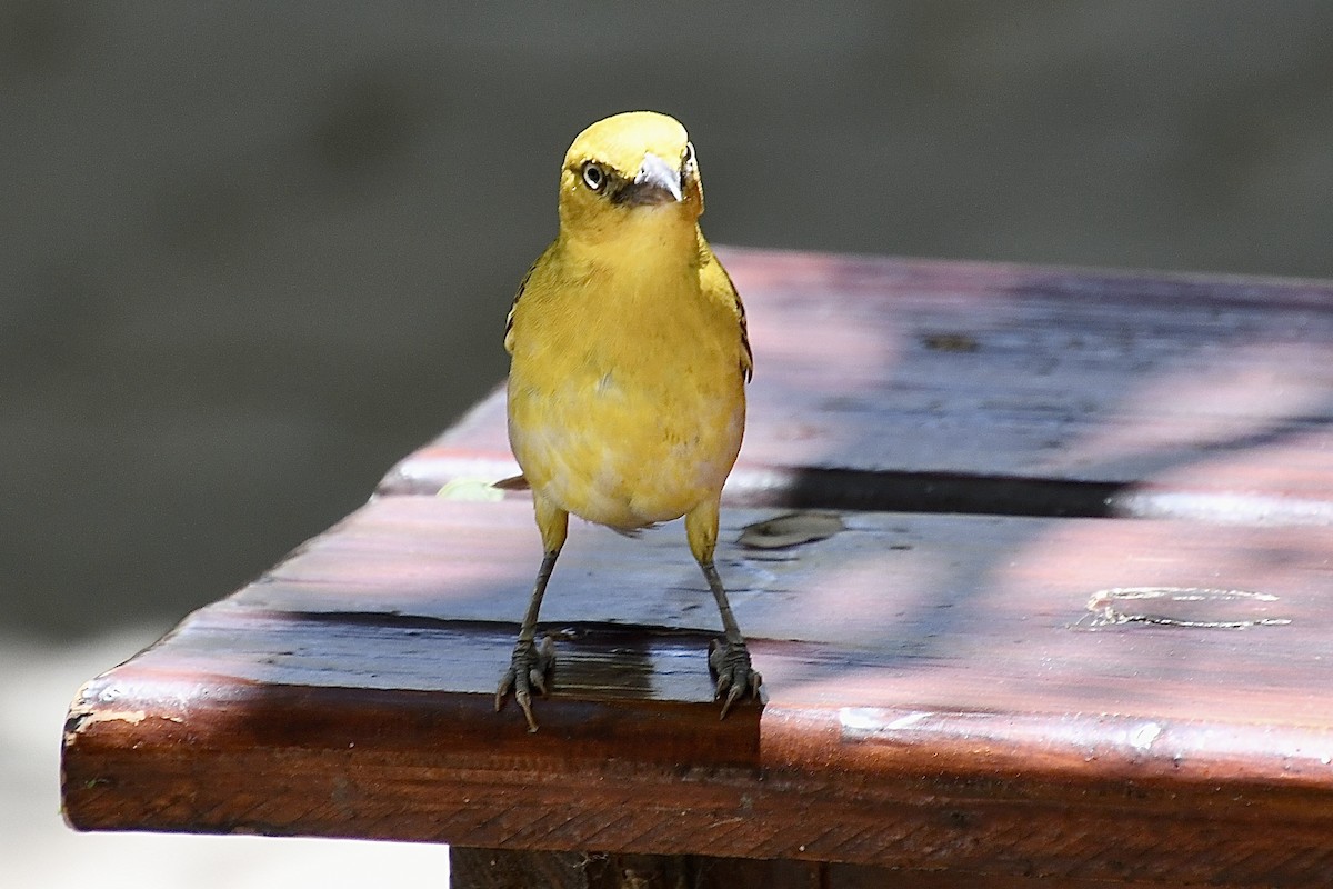 Ortanca Dokumacı - ML646773692