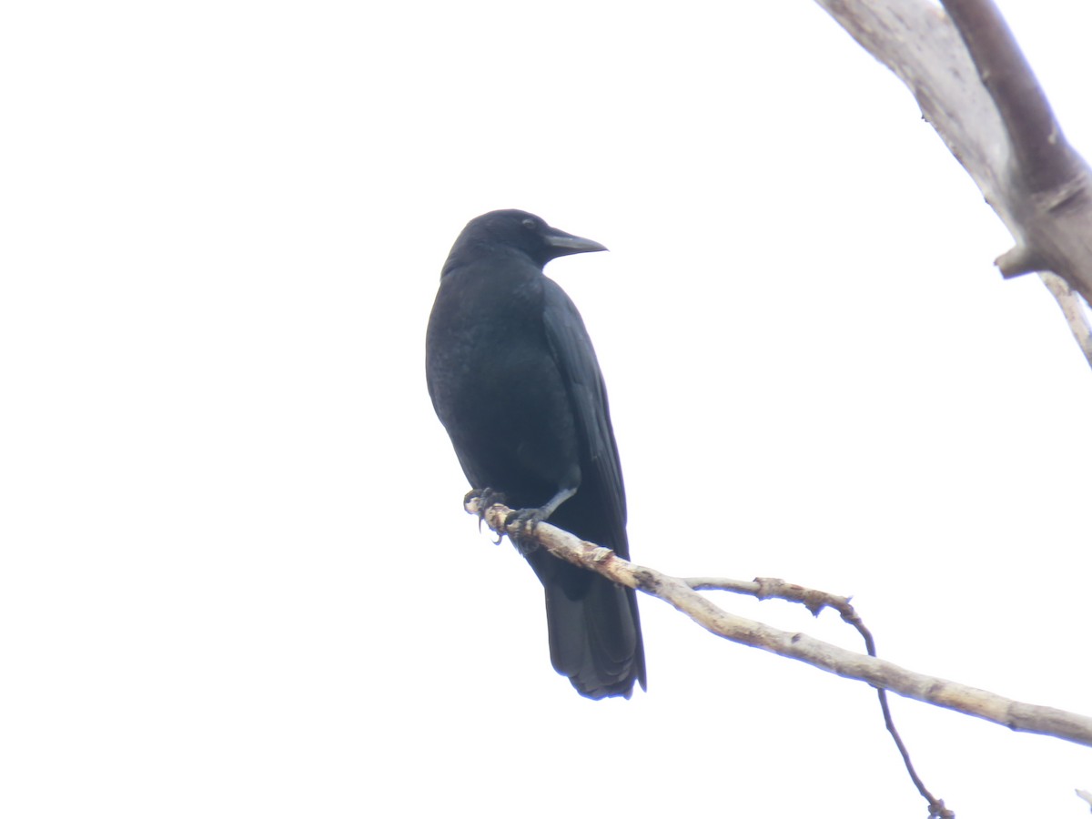 American Crow - ML646773699