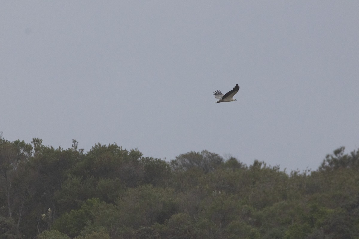 Белобрюхий орлан - ML646773700