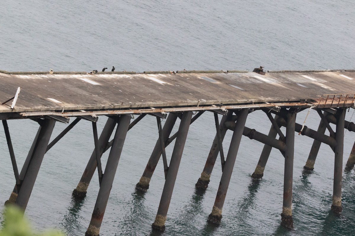 Большой баклан - ML646773701