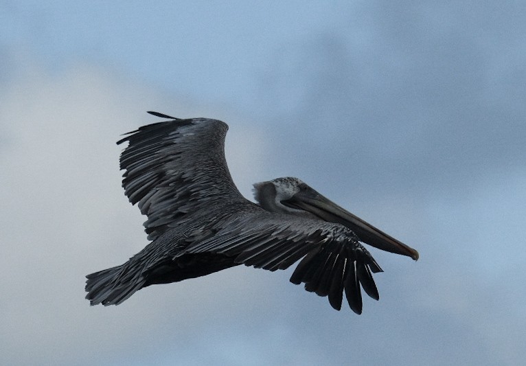 Brown Pelican - ML646773702