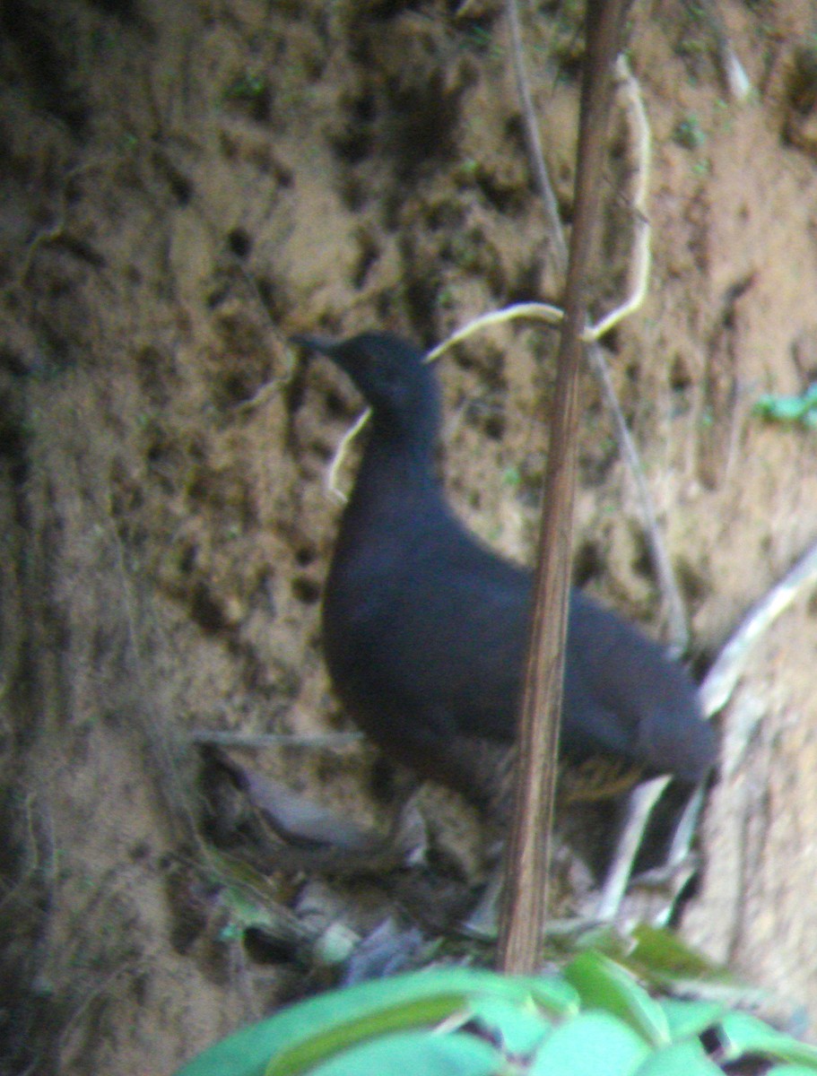 Brown Tinamou - ML646773704