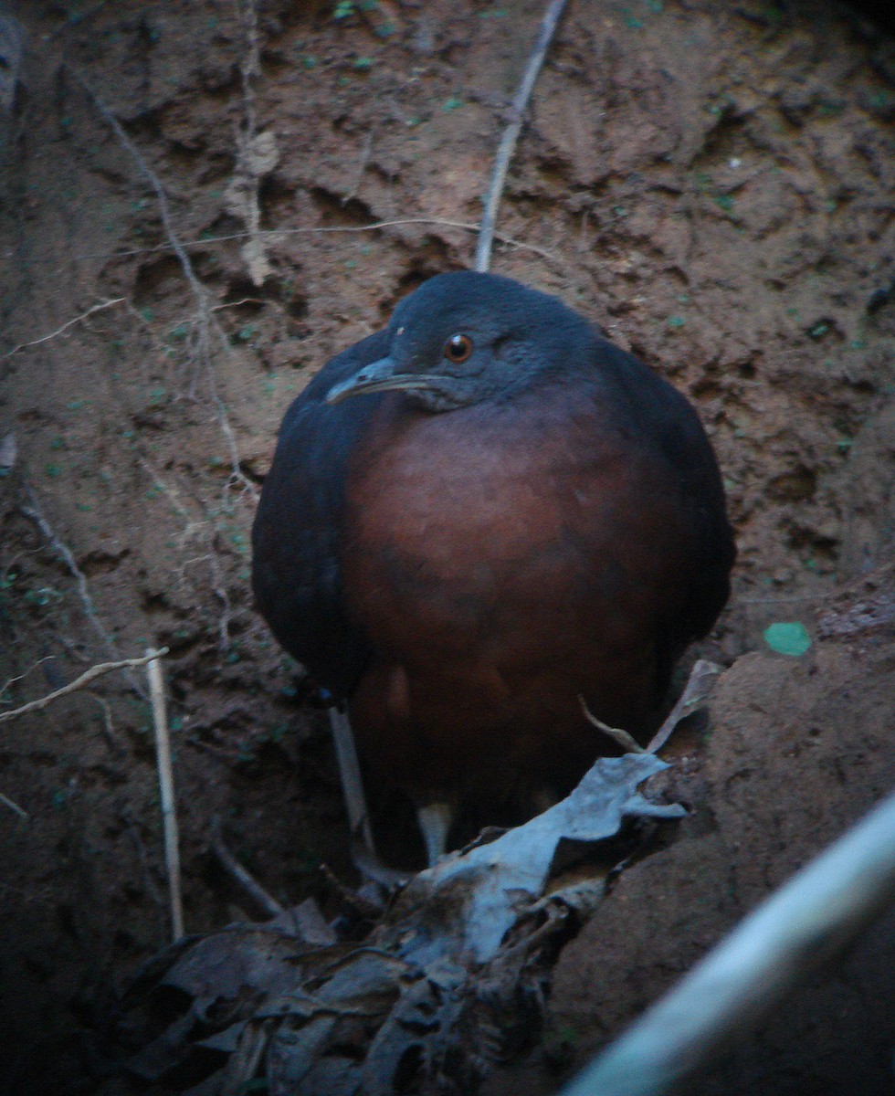 Brown Tinamou - ML646773705