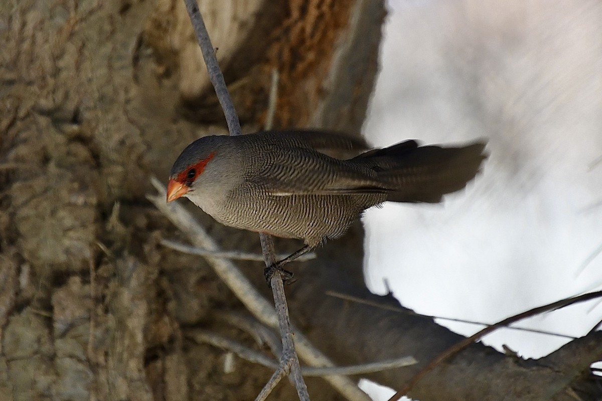 Mumgaga - ML646773709