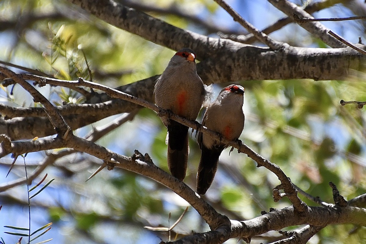 Mumgaga - ML646773710