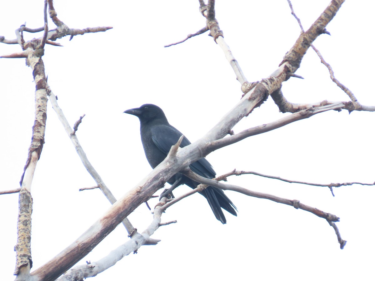 American Crow - ML646773711