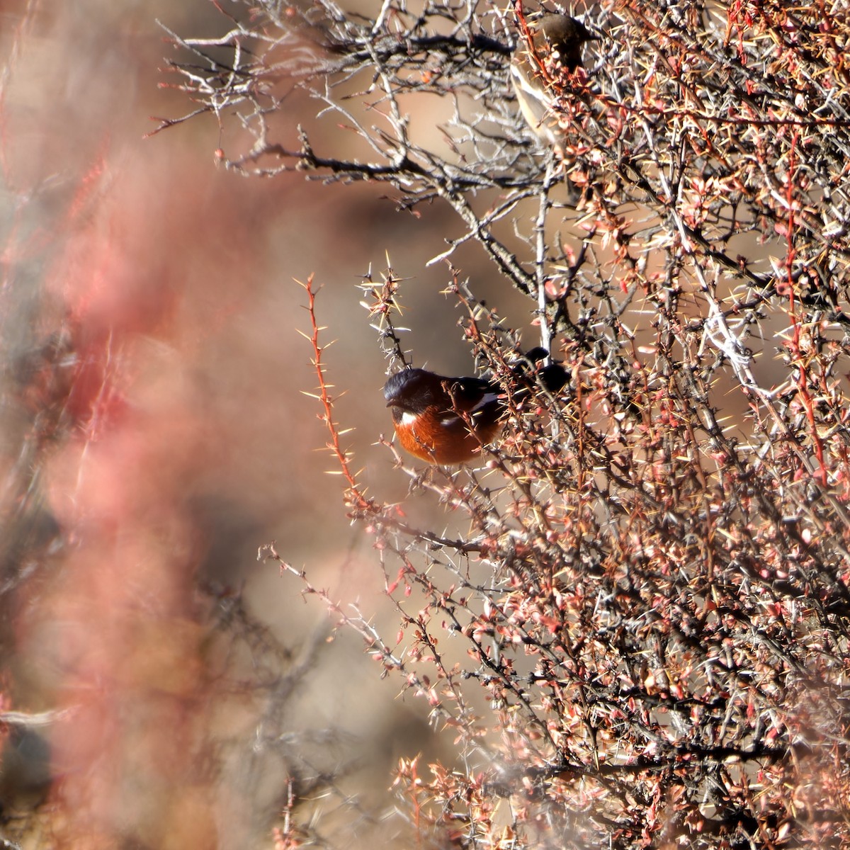 White-throated Redstart - ML646773713