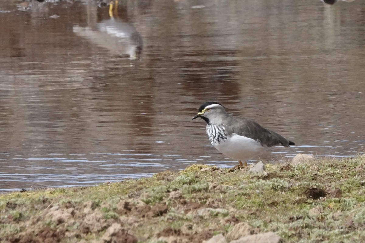 Spot-breasted Lapwing - ML646773715