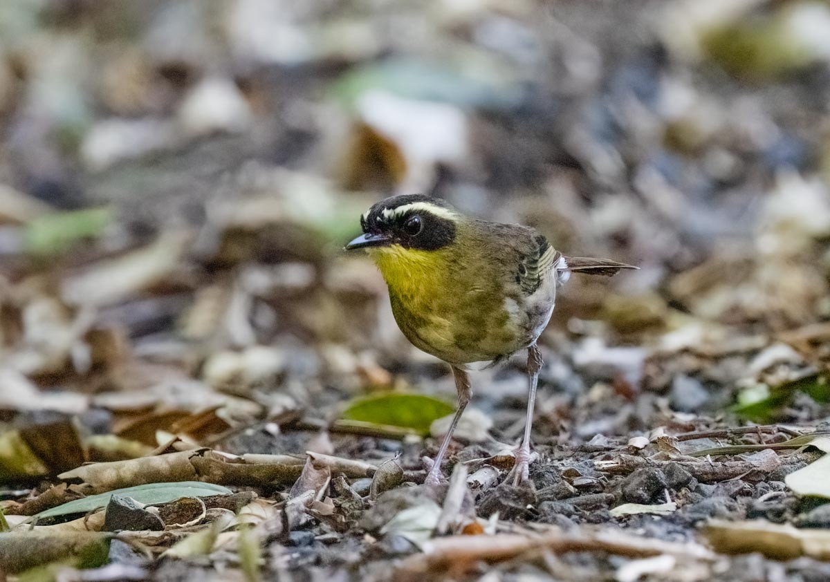 Yellow-throated Scrubwren - ML646773716
