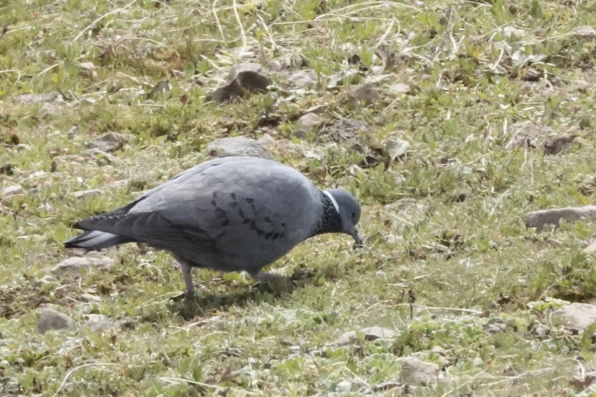 White-collared Pigeon - ML646773717