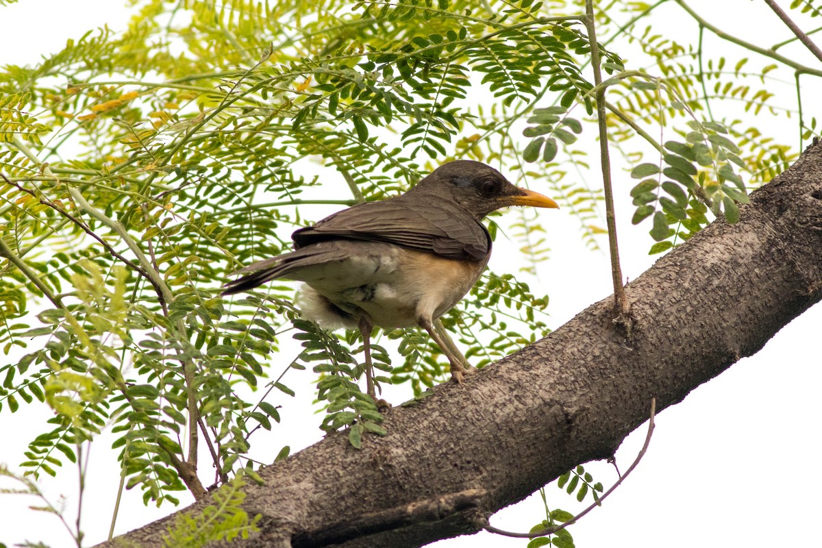 African Thrush - ML646773718