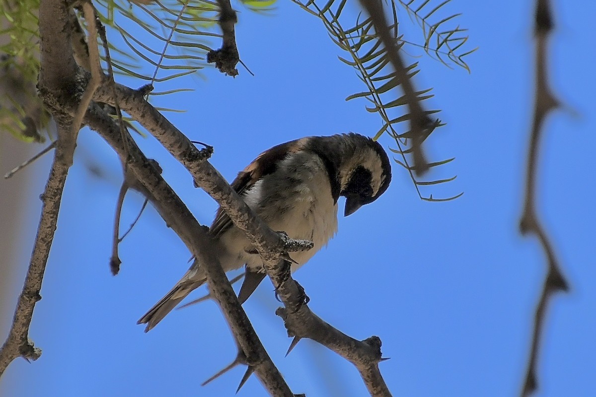 Cape Sparrow - ML646773719