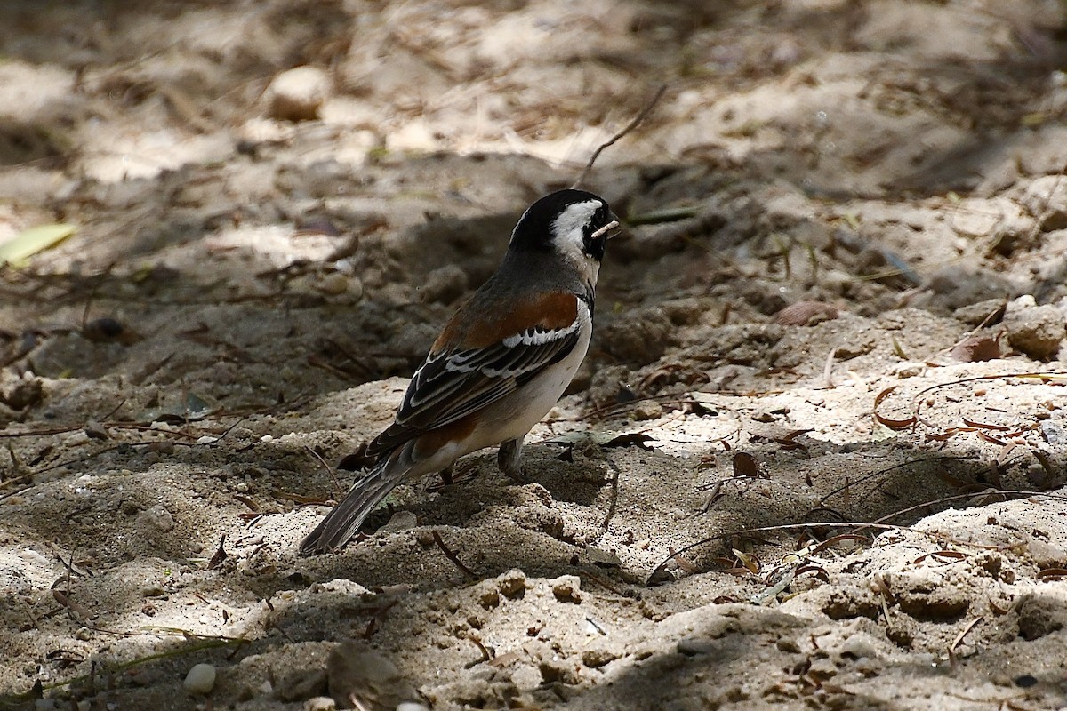 Cape Sparrow - ML646773720