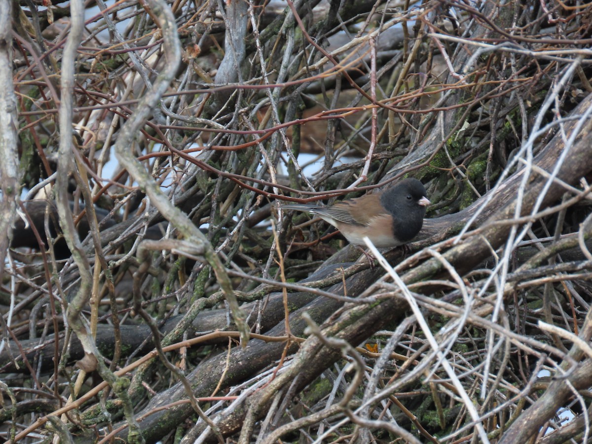 Dark-eyed Junco (Oregon) - ML646773721