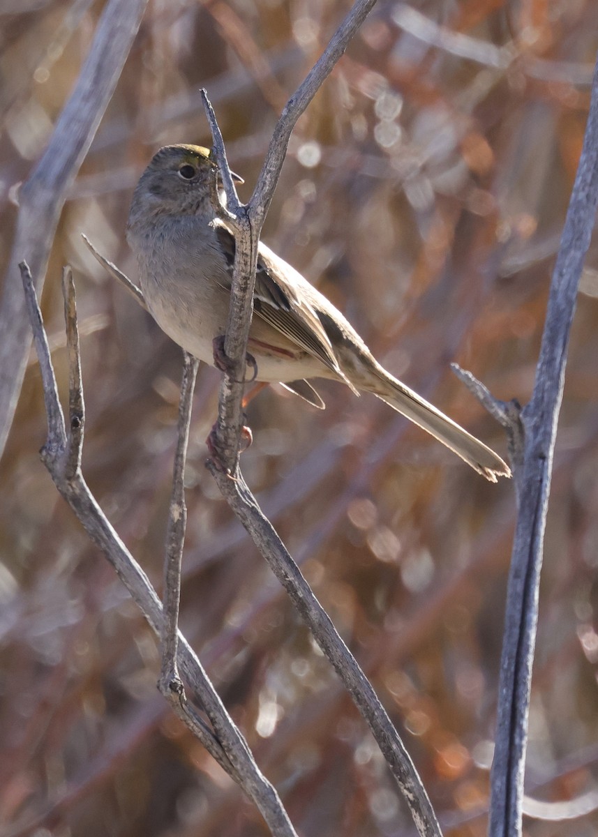 Golden-crowned Sparrow - ML646773722