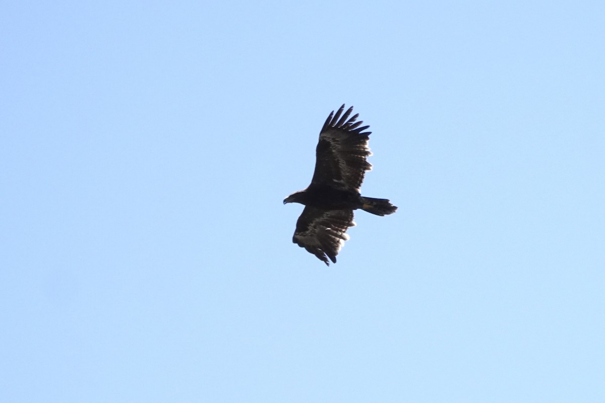 Steppe Eagle - ML646773723