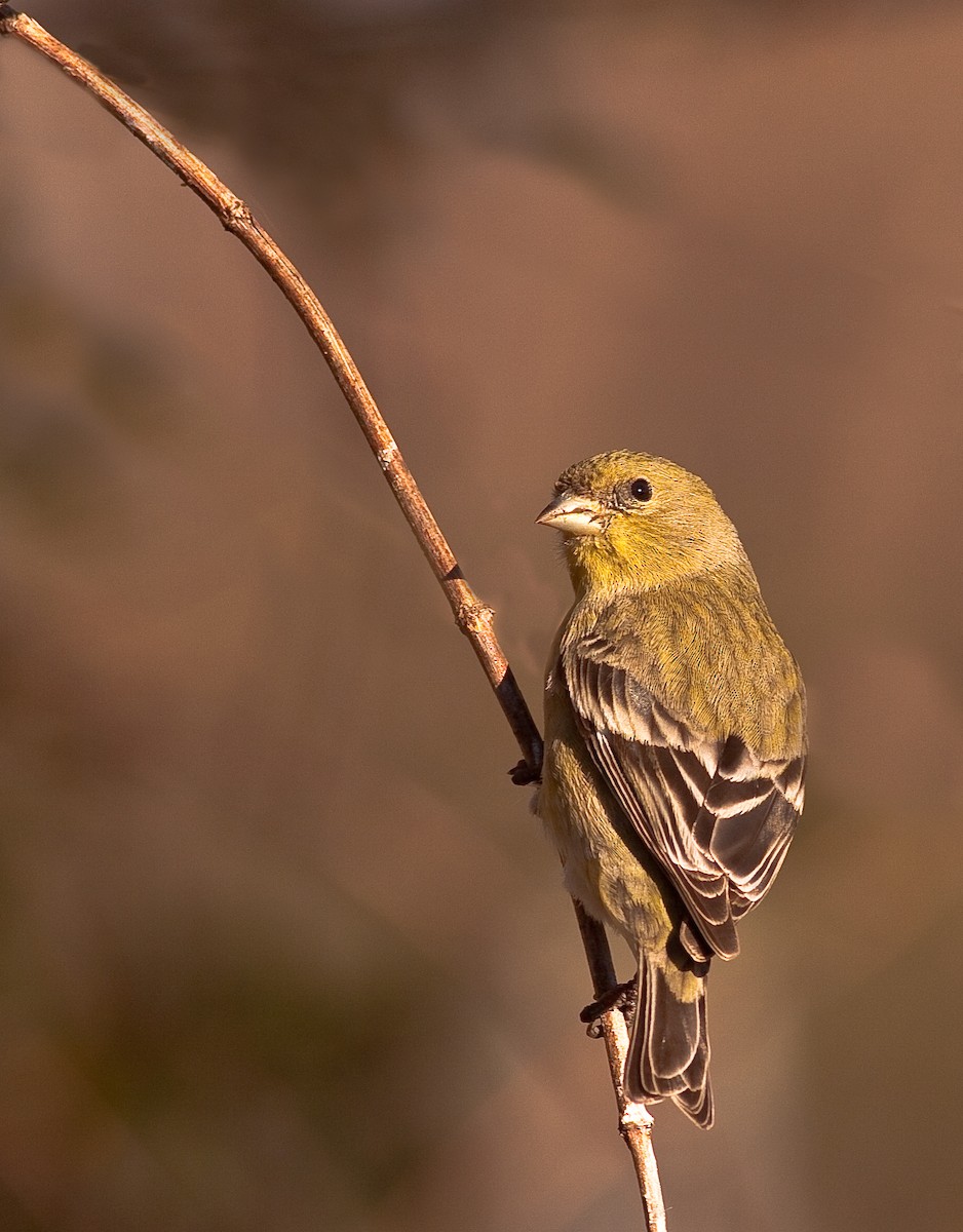 Lesser Goldfinch - ML646773724