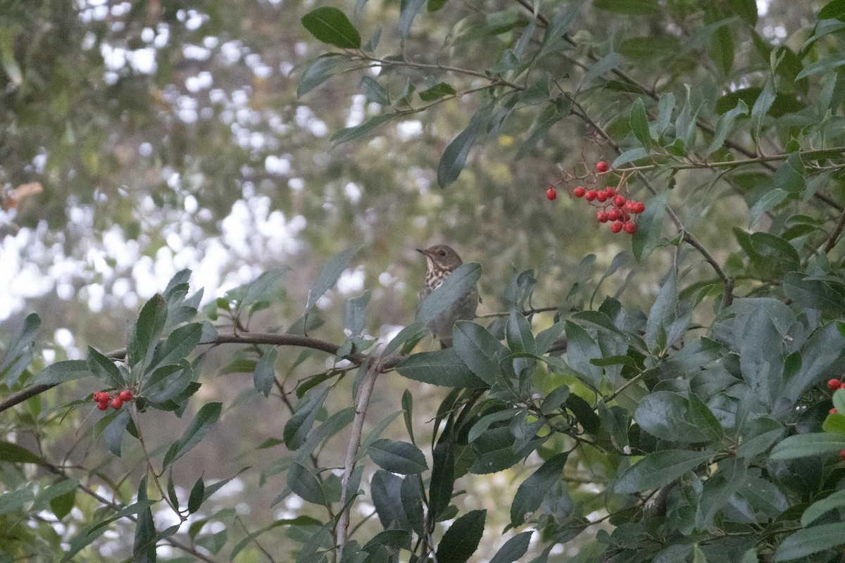 Hermit Thrush - ML646773725