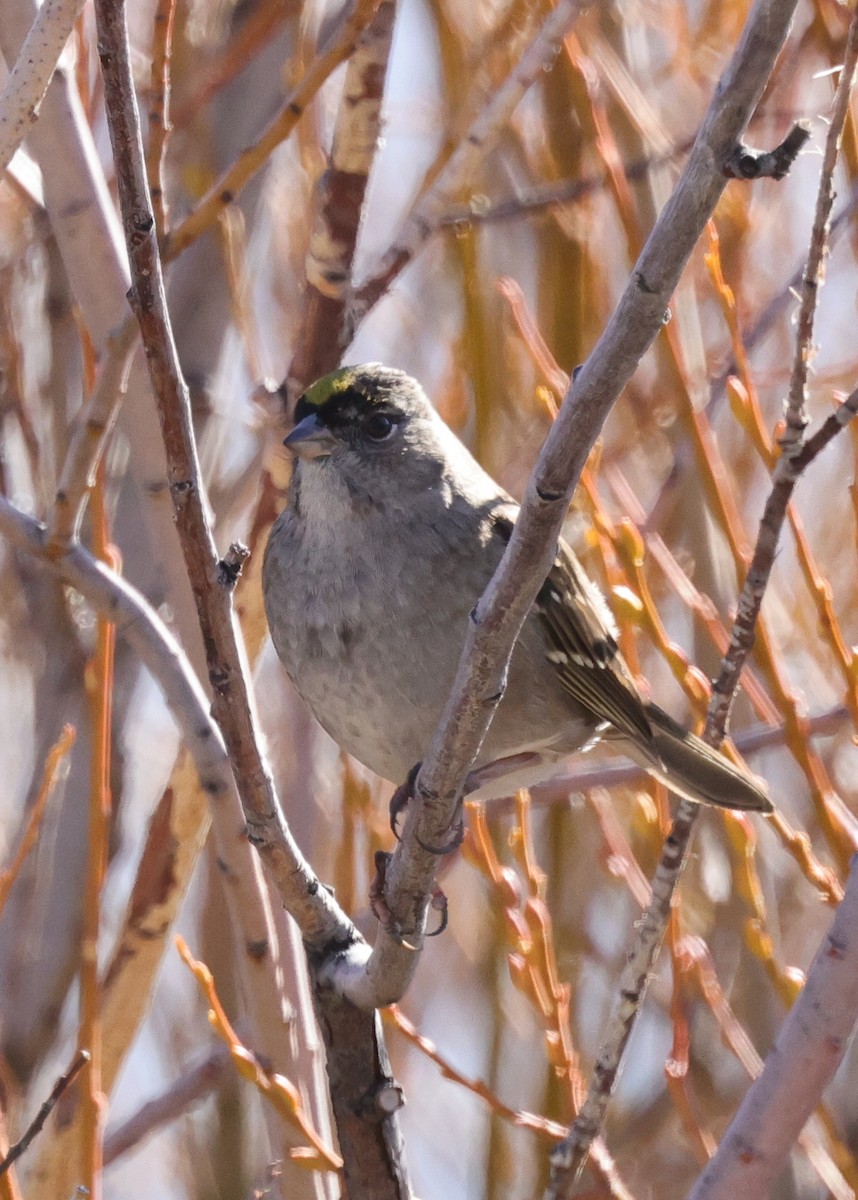 Golden-crowned Sparrow - ML646773726