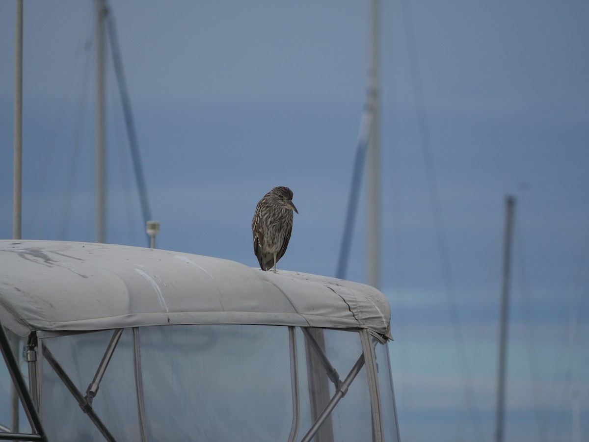 Black-crowned Night Heron - ML646773727