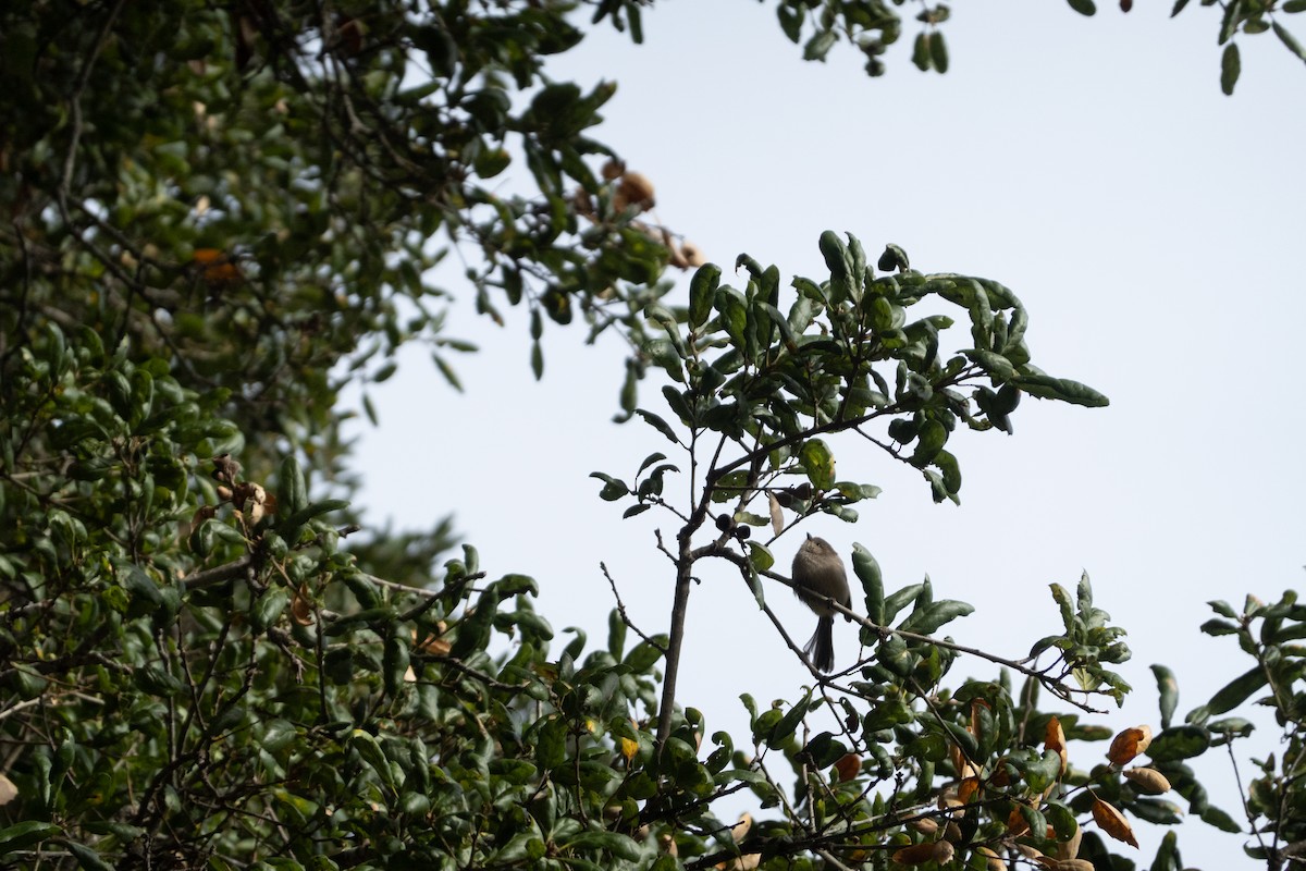 Bushtit - ML646773729