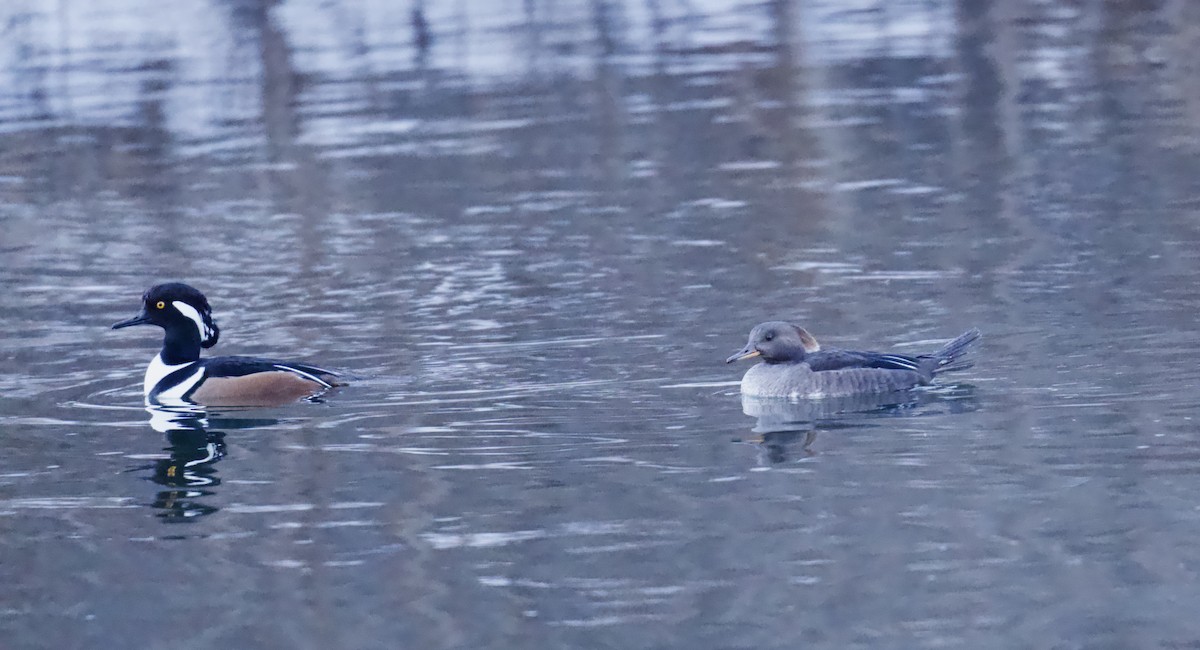 Hooded Merganser - ML646773730