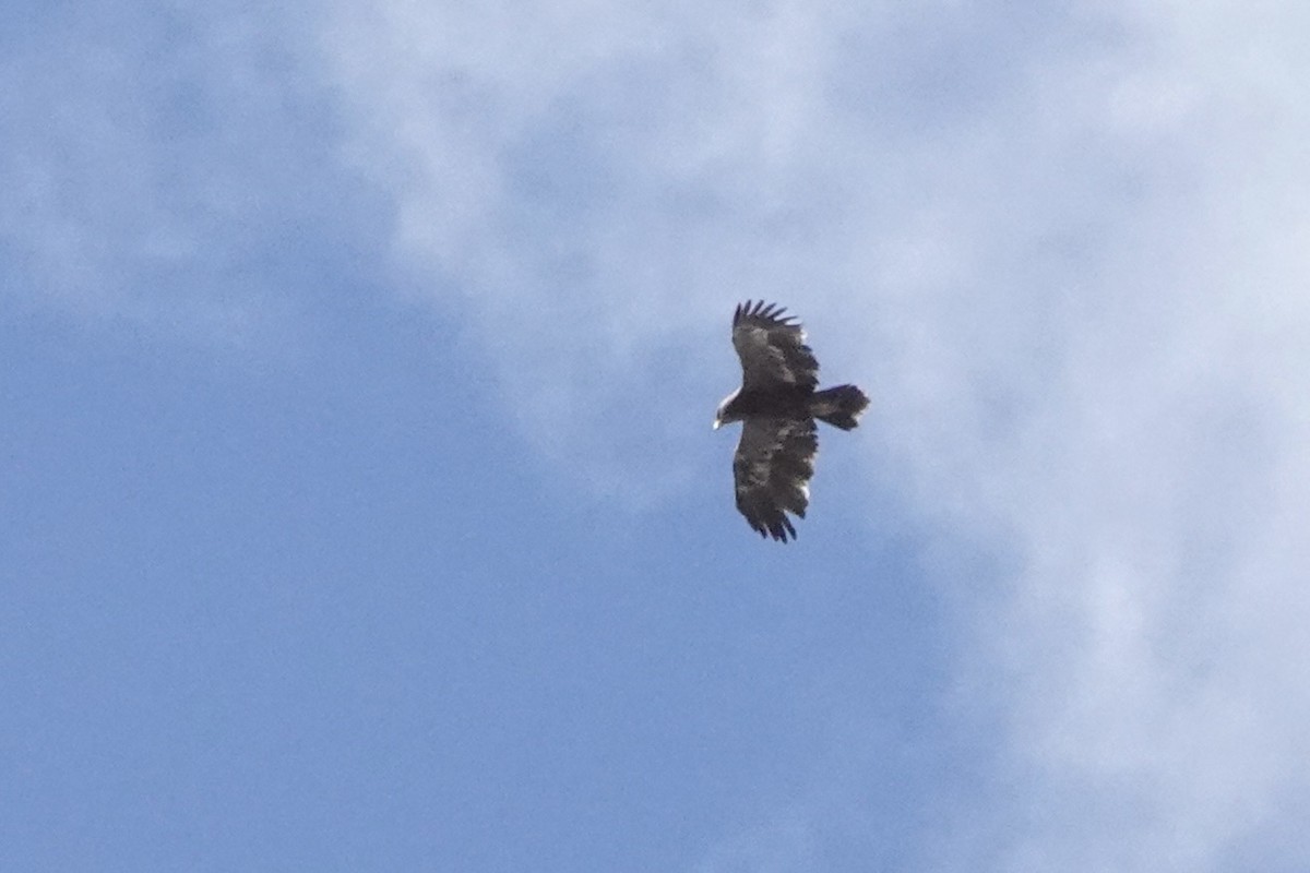 Steppe Eagle - ML646773731