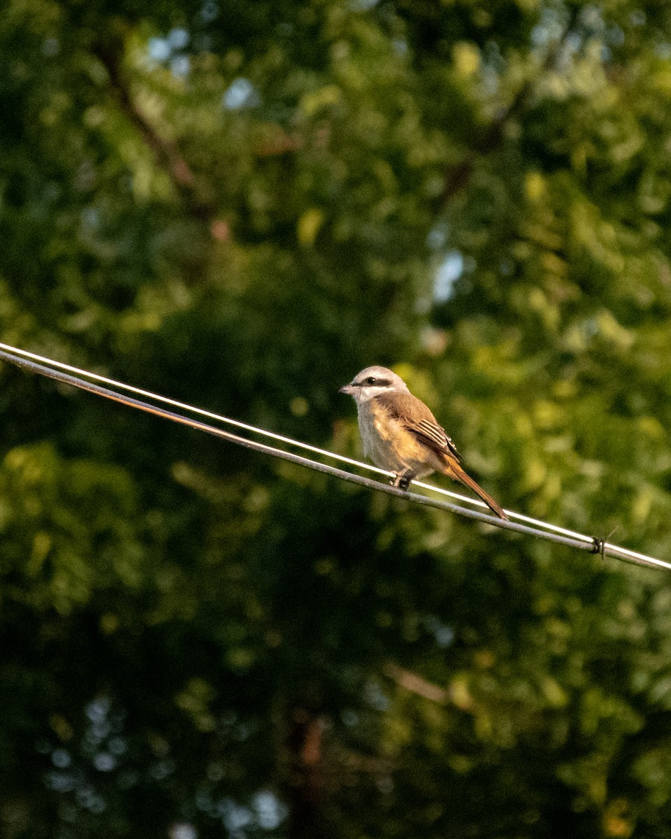 Brown Shrike - ML646773734