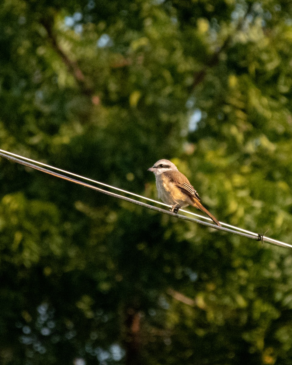 Brown Shrike - ML646773735
