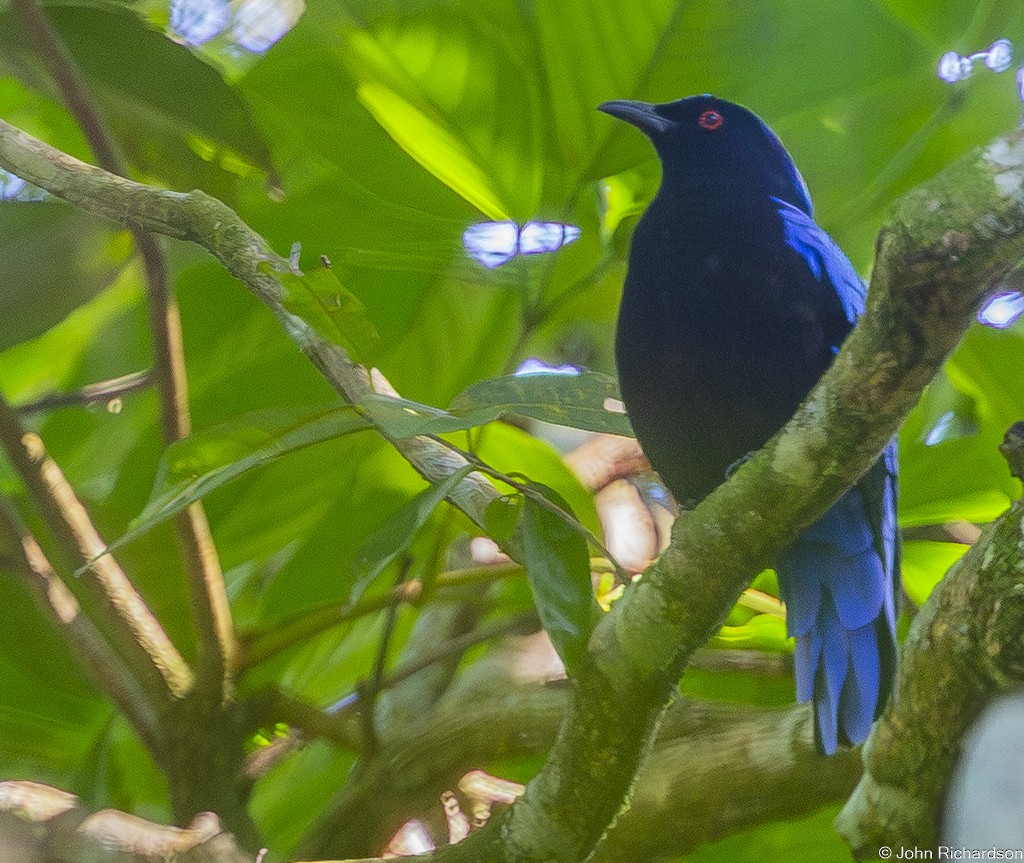 Asian Fairy-bluebird - ML646773736