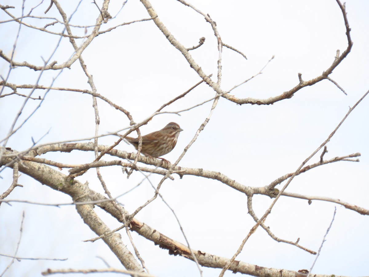 White-crowned Sparrow - ML646773737