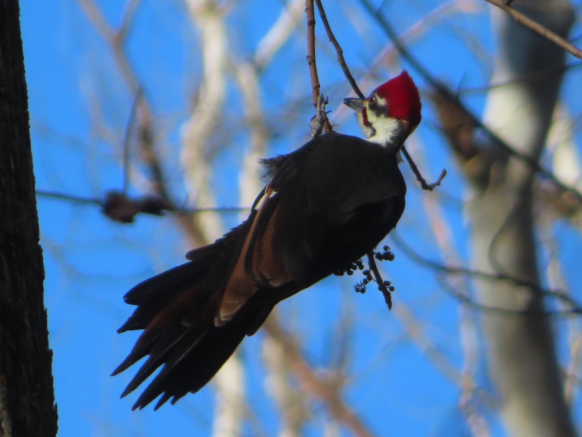 Pileated Woodpecker - ML646773738