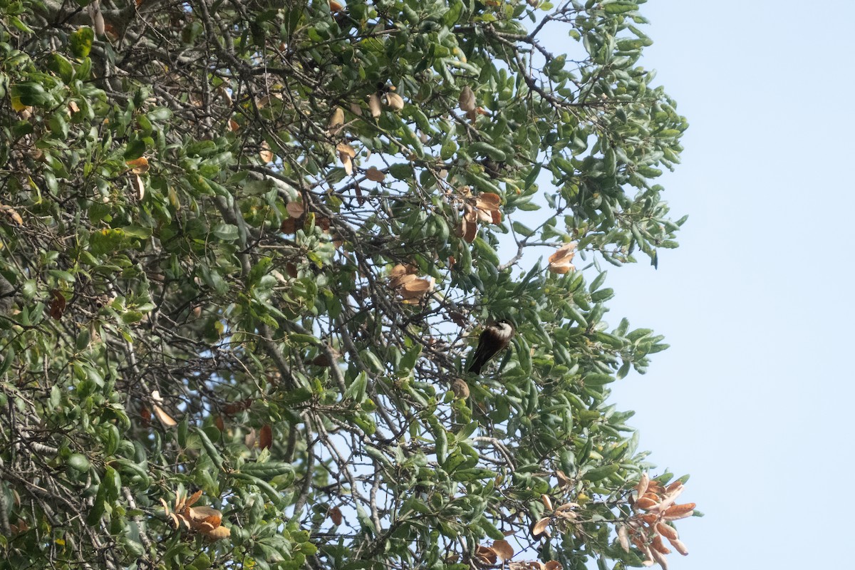 Chestnut-backed Chickadee - ML646773739
