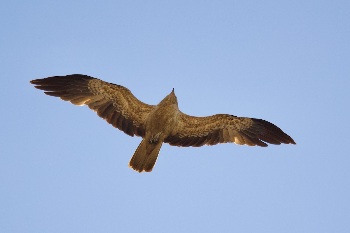 Whistling Kite - ML646773742